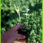 anagyris foetida detalle