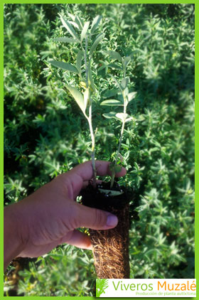 anagyris foetida detalle