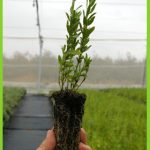 anthyllis terniflora