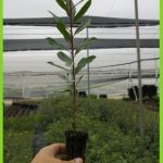 arbutus unedo