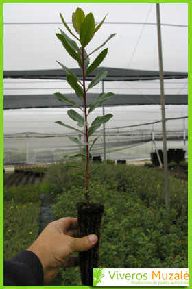 arbutus unedo
