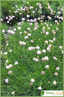 Armeria maritima