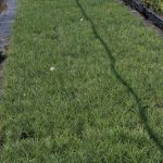 armeria maritima2