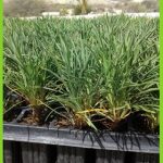armeria pungens