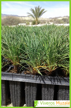 Armeria pungens