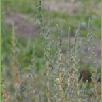 arthrocnemum macrostachium-1