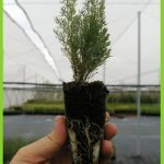 asparagus albus
