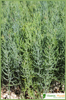 Asparagus albus