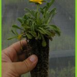 asteriscus maritimus