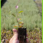 capparis spinosa 2