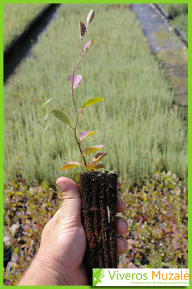 Capparis spinosa