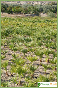 Chamaerops humilis