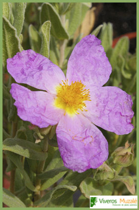 Cistus albidus