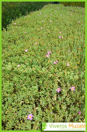 Cistus albidus