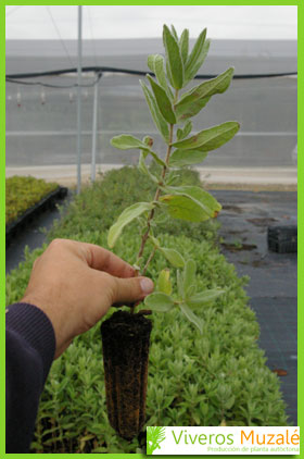 Cistus albidus