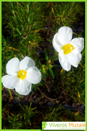 Cistus clusii