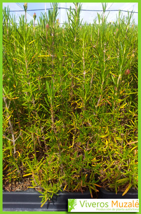 Cistus clusii