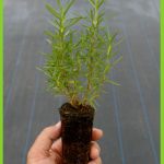cistus clusii3