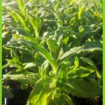 Cistus monspeliensis