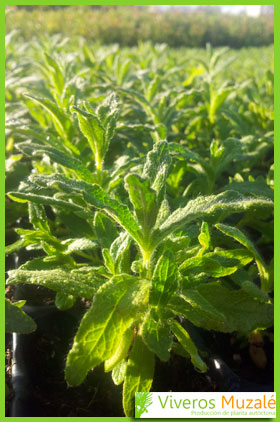 Cistus monspeliensis