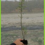 Colutea arborescens
