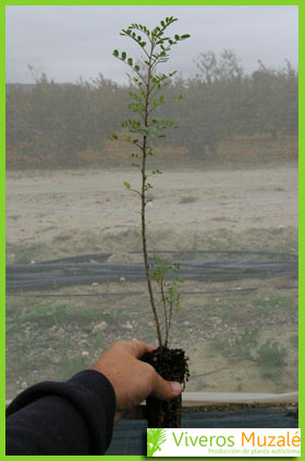 Colutea arborescens