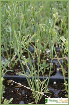 Coronilla juncea