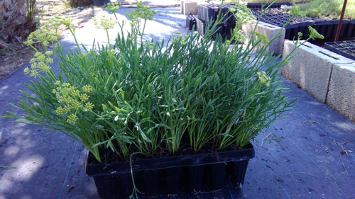 Crithmum maritimum