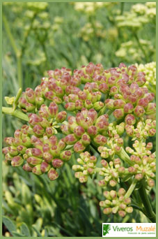 Crithmum maritimum