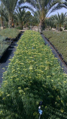 Crithmum maritimum