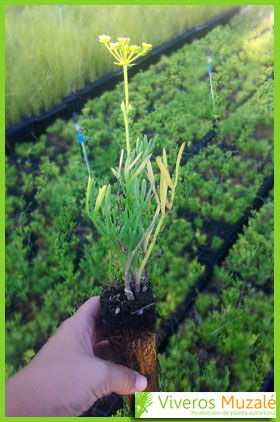 Crithmum maritimum