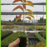 Diospyros lotus