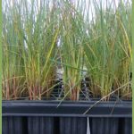 Elymus farctus