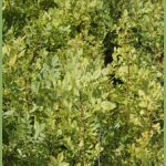 Fraxinus angustifolia