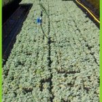 Glacium flavum