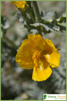 Glacium flavum