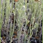 Gnaphalium luteo-album