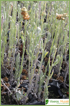 Gnaphalium luteo-album