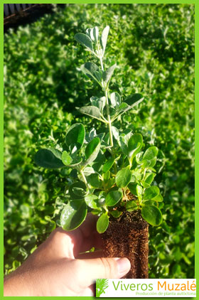 Halimium halimifolium detalle