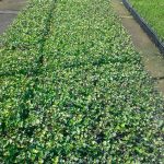 Hedera helix