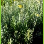 Helichrysum picardii