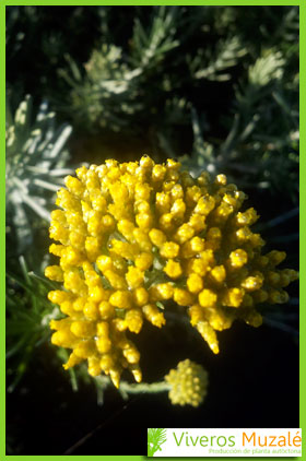 Helichrysum picardii flor