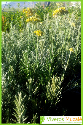 Helichrysum picardii