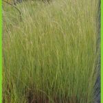 Hyparrenia sinaica