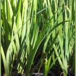 Iris pseudacorus