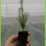 Juniperus oxycedrus