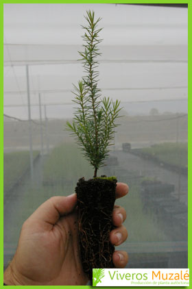 Juniperus oxycedrus