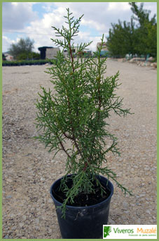 Juniperus phoenicea