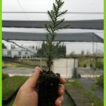 Juniperus thurifera detalle