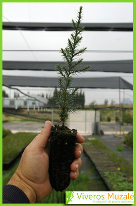 Juniperus thurifera detalle